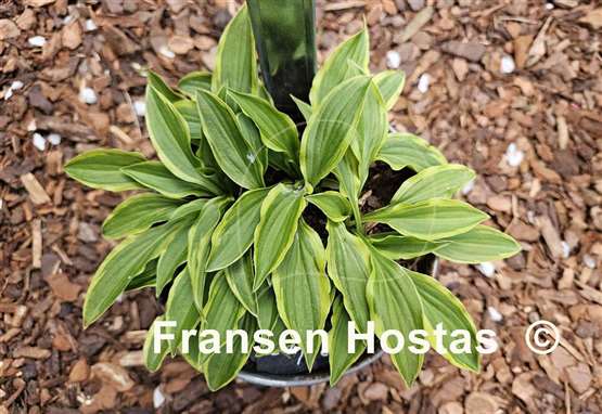 Hosta Muffie